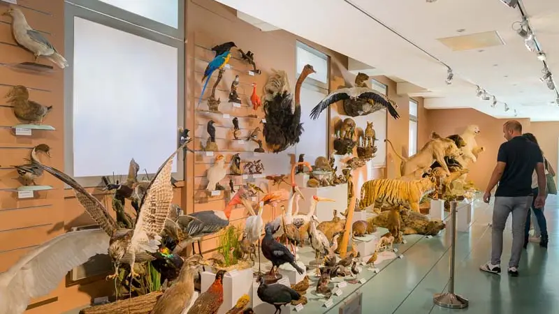 Muséum d'histoire naturelle de Tours