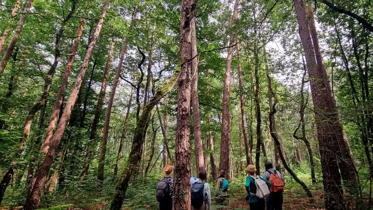 pinède©Baptiste-Dubanchet