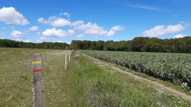 Chemin de la Petite Choisille - Randonnée à Charentilly