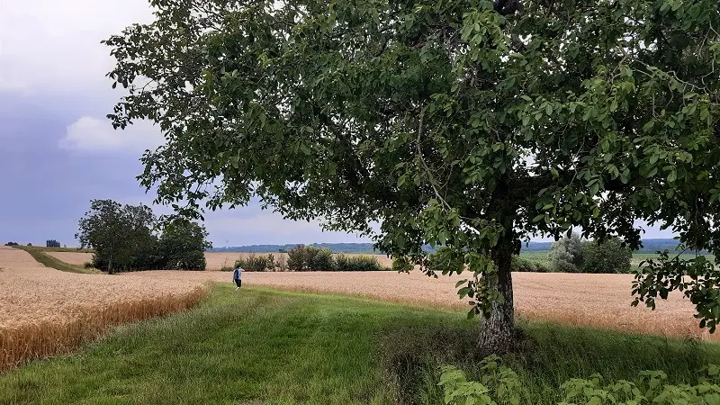 Randonnée Le Lys dans la Vallée - Le noyer de Balzac