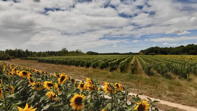 Vignes de l'AOC touraine amboise. Randonnée de Saint-Ouen-les-Vignes