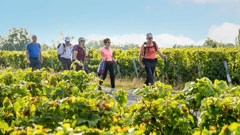 Randonnée pédestre - Vignoble de Vernou-sur-Brenne