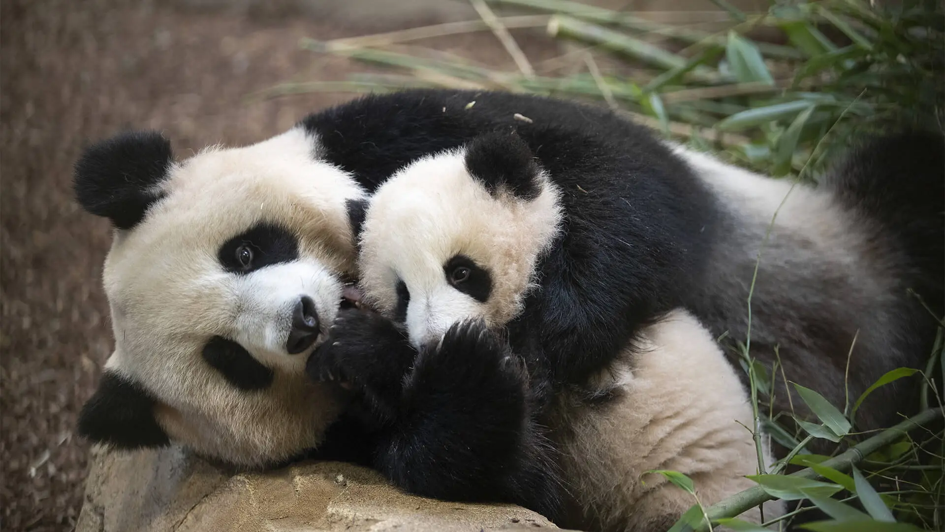 Huanlili et sa maman Huan Huan