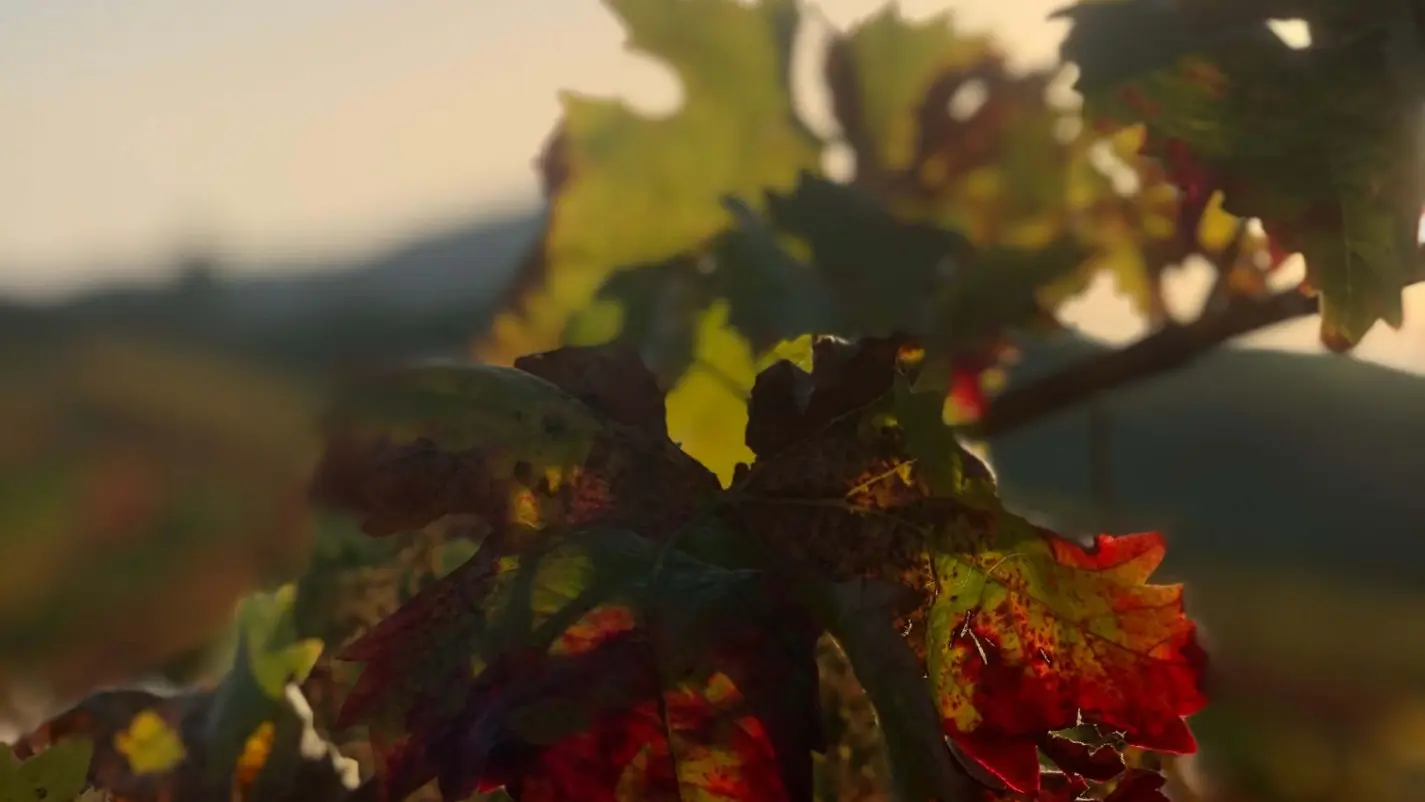 DOMAINE COMTE ABBATUCCI