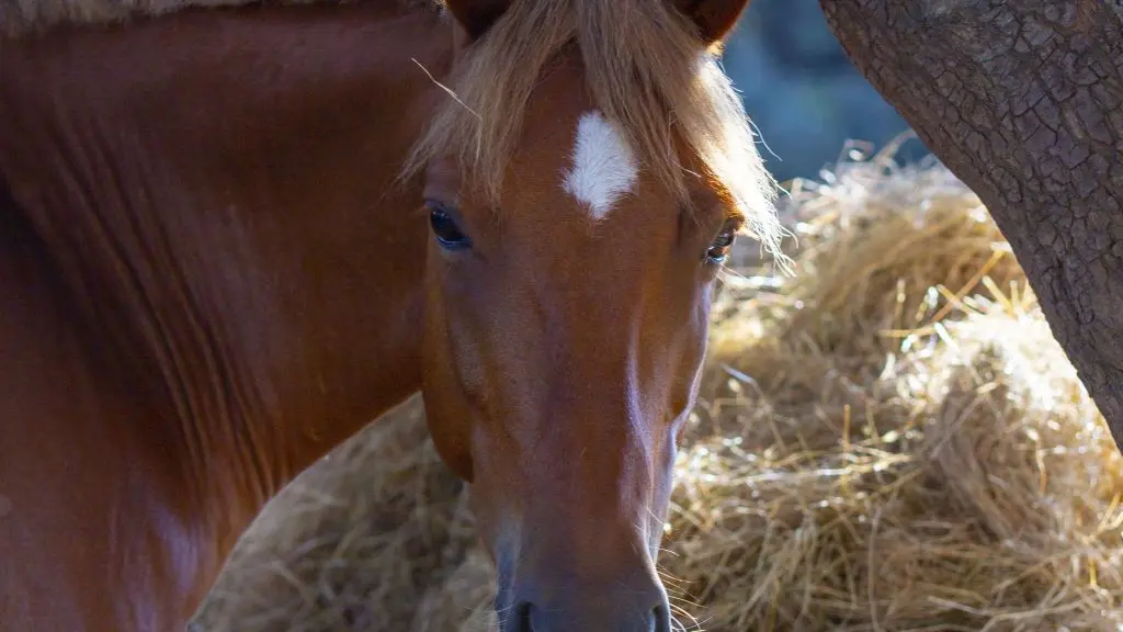 CENTRE EQUESTRE ECURIES LE GOLFE