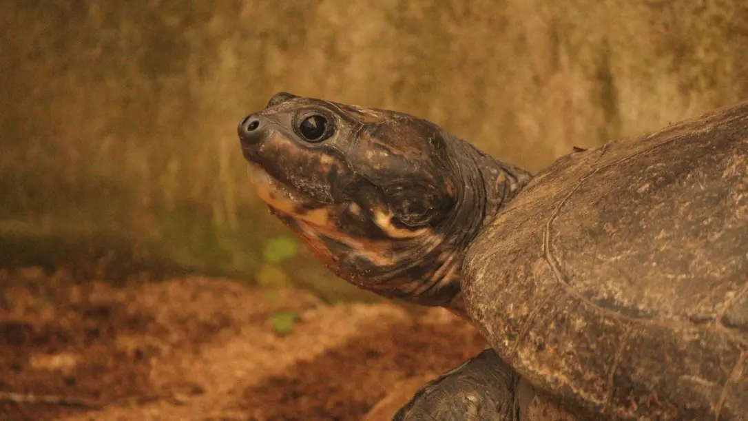 A Cupulatta