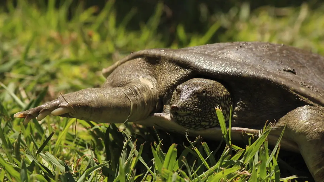 A Cupulatta
