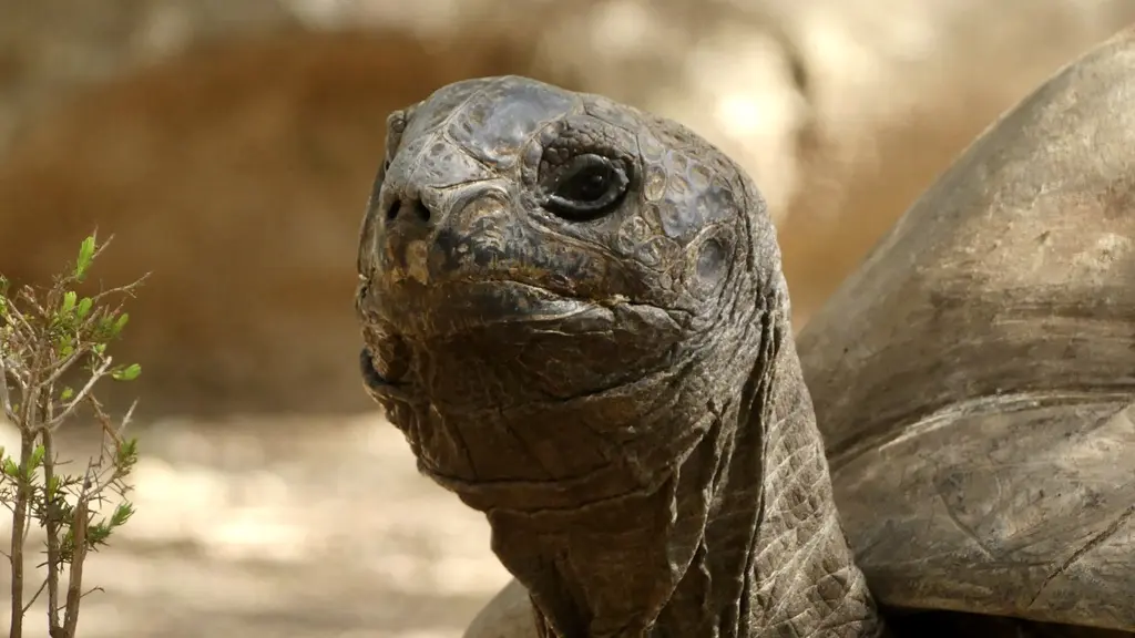 A Cupulatta