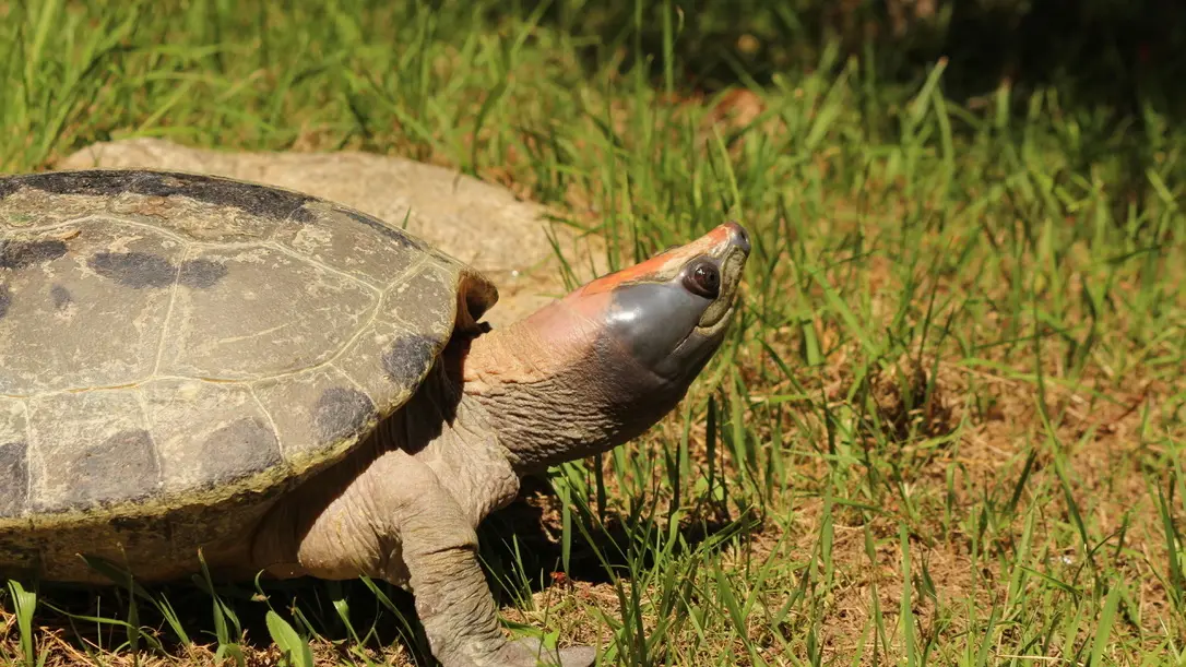 A Cupulatta