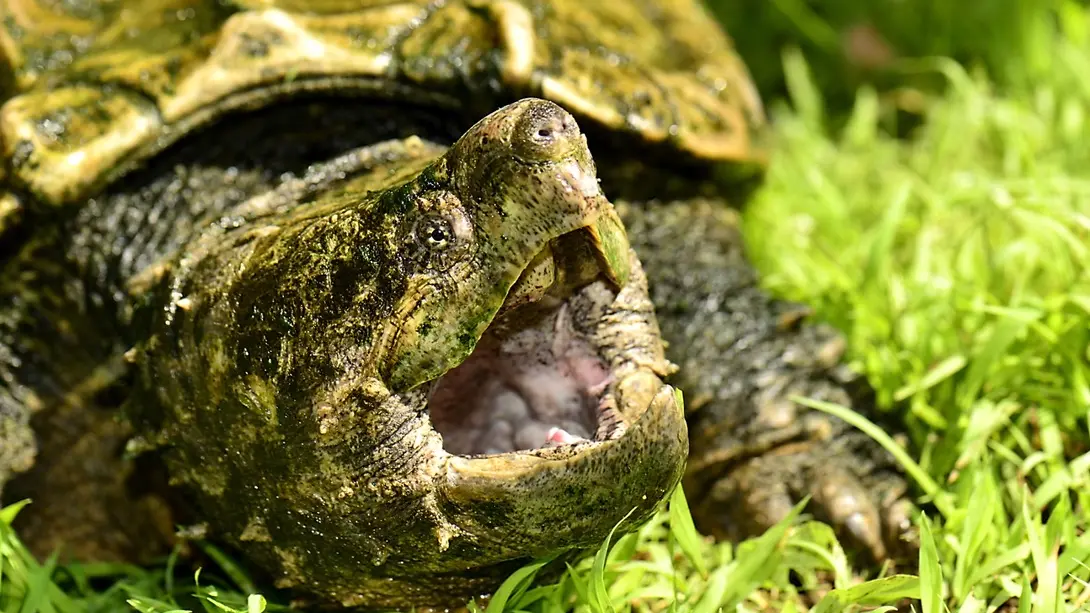 A Cupulatta