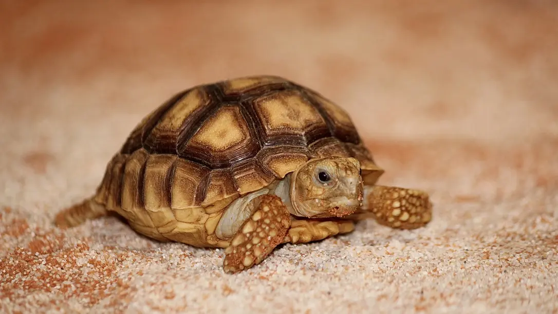 A Cupulatta