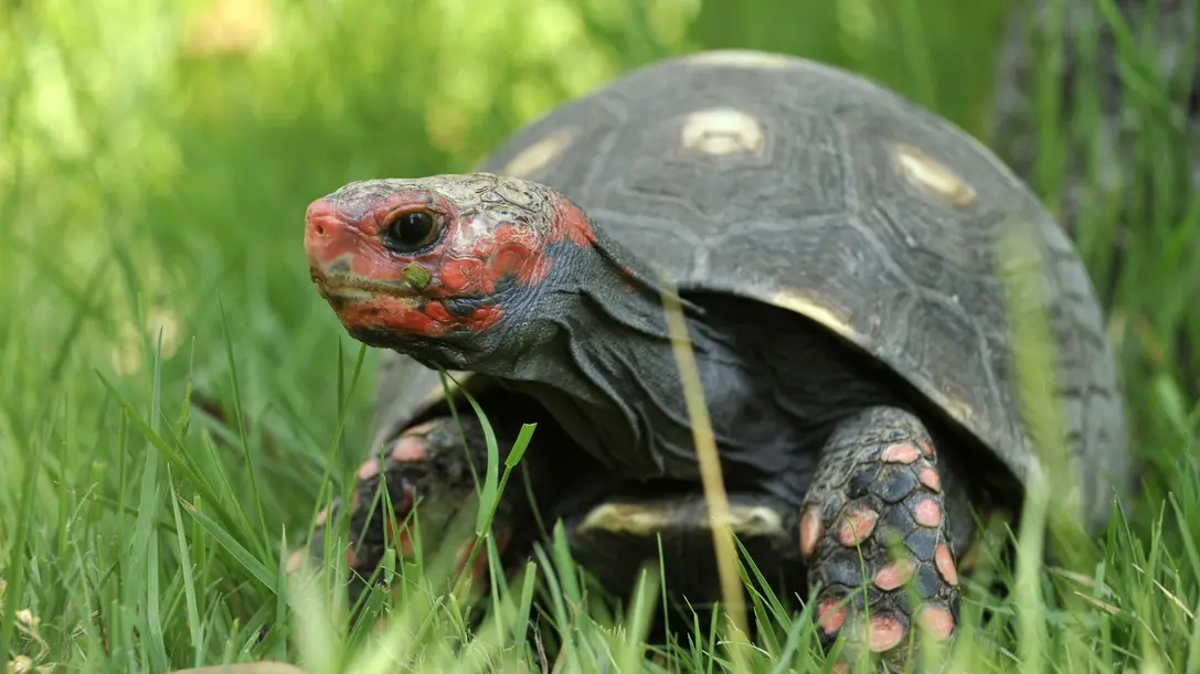 A Cupulatta