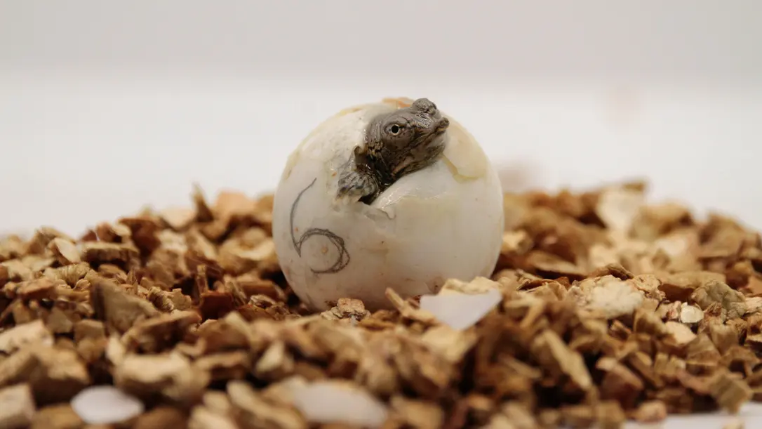 A Cupulatta