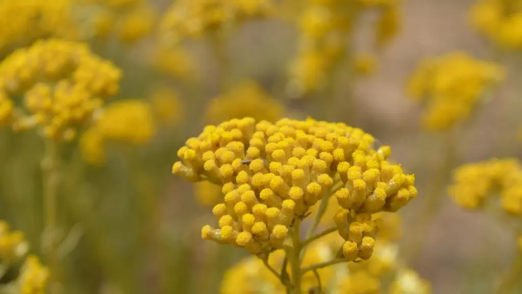 VITALBA - DISTILLERIE LISTINCU