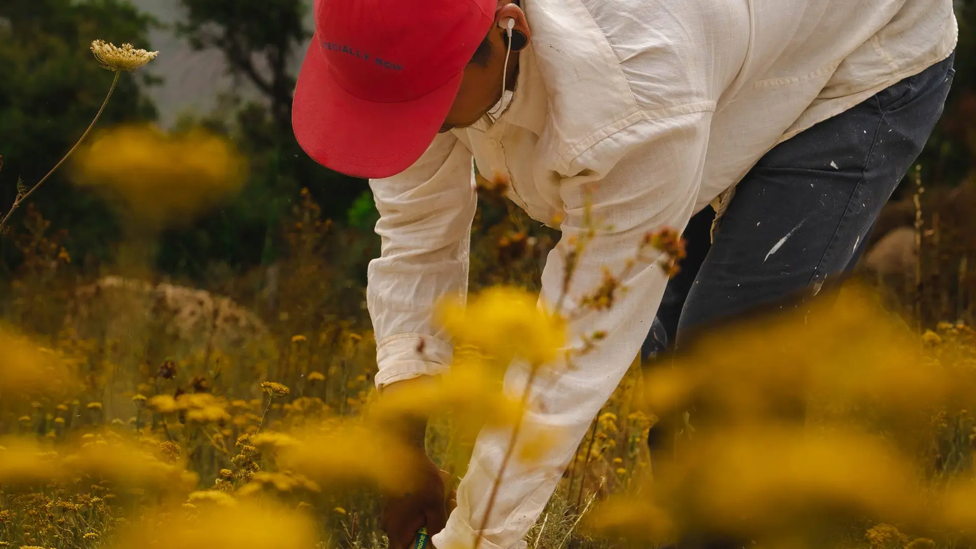 VITALBA - DISTILLERIE LISTINCU 2