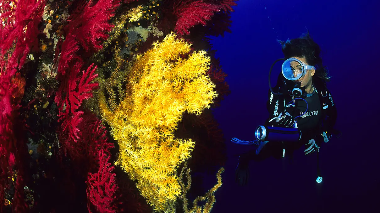 Femme pendant une plongée en bouteille, découvrant la flore sous-marine