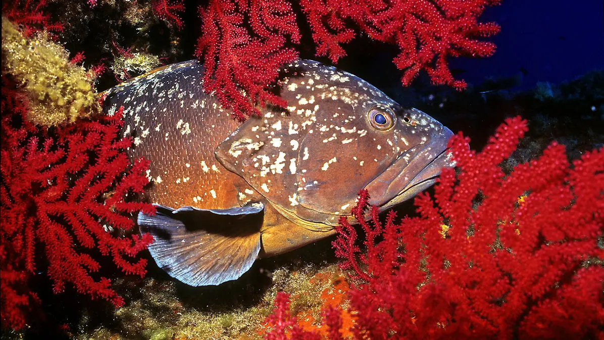 Mérou au milieu des fonds marins