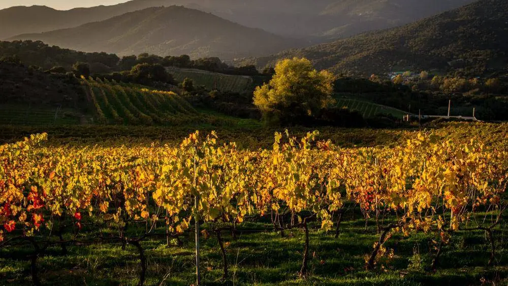 DOMAINE COMTE ABBATUCCI