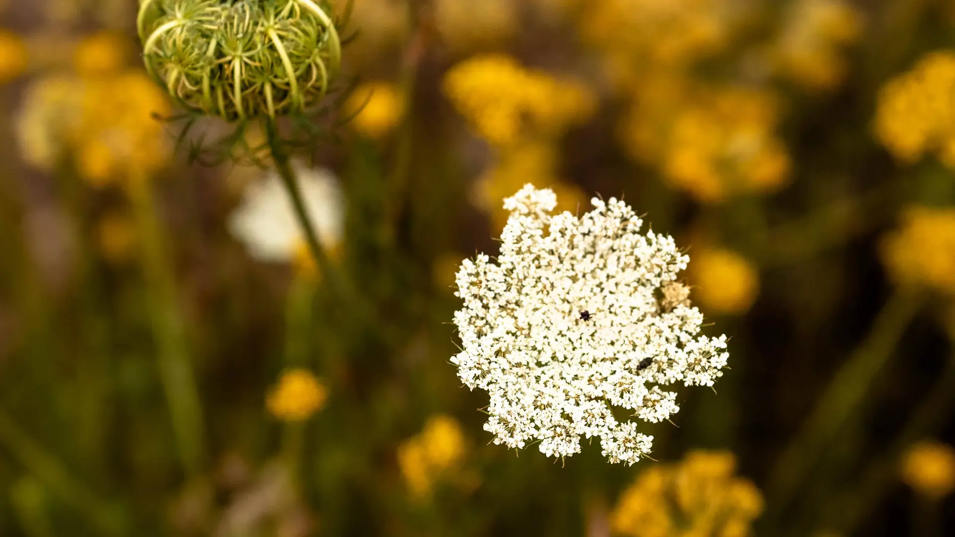 VITALBA - DISTILLERIE LISTINCU