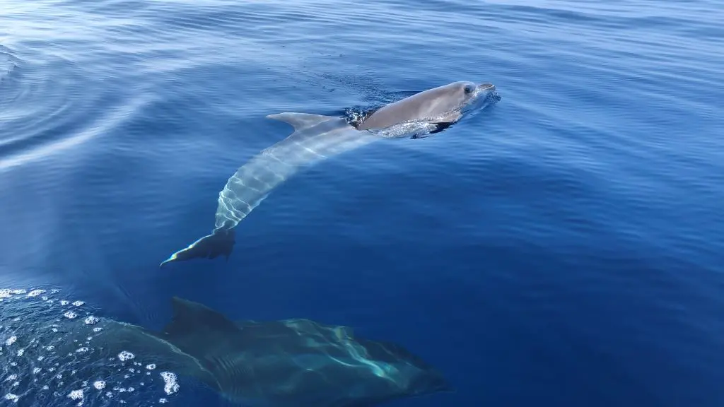 DAUPHINS