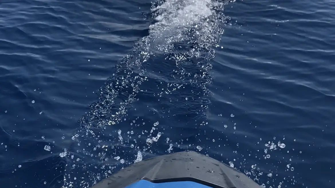DAUPHINS