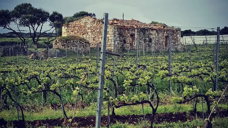 bonifacio_Domaine Zuria