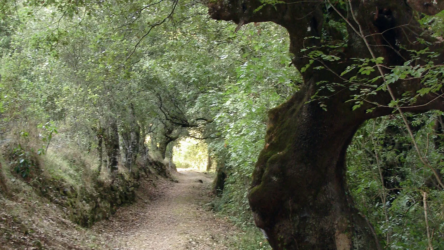Moca croce chemin abbadia corse du sud_5