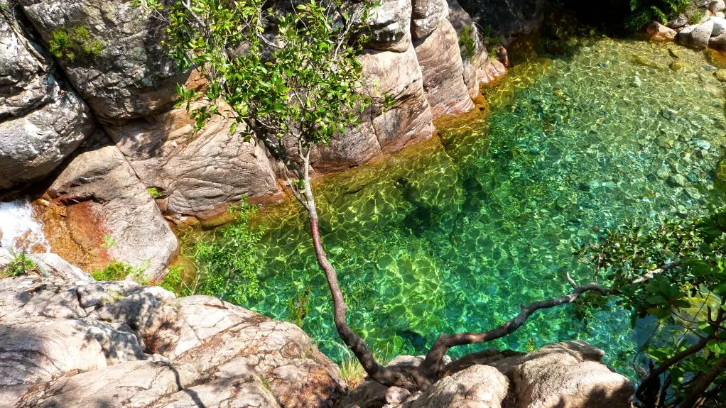 CORSICA FOREST