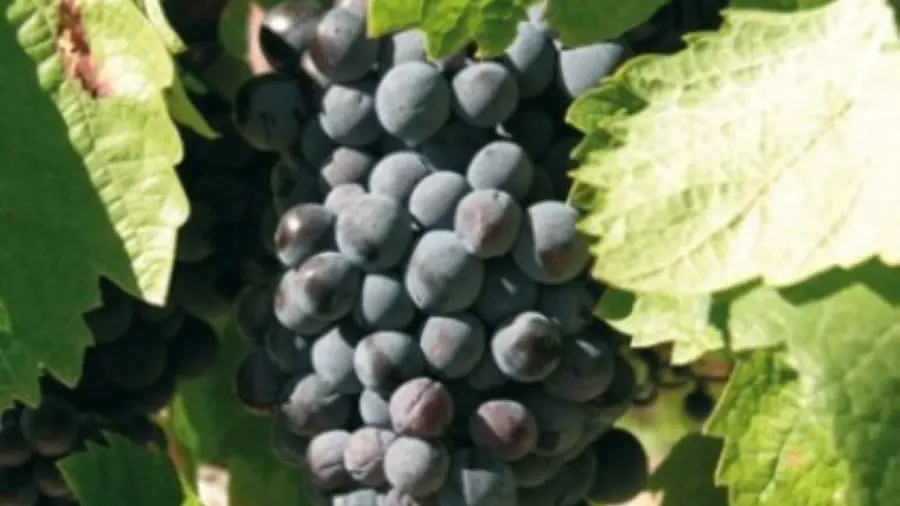 DOMAINE SAN MICHELI