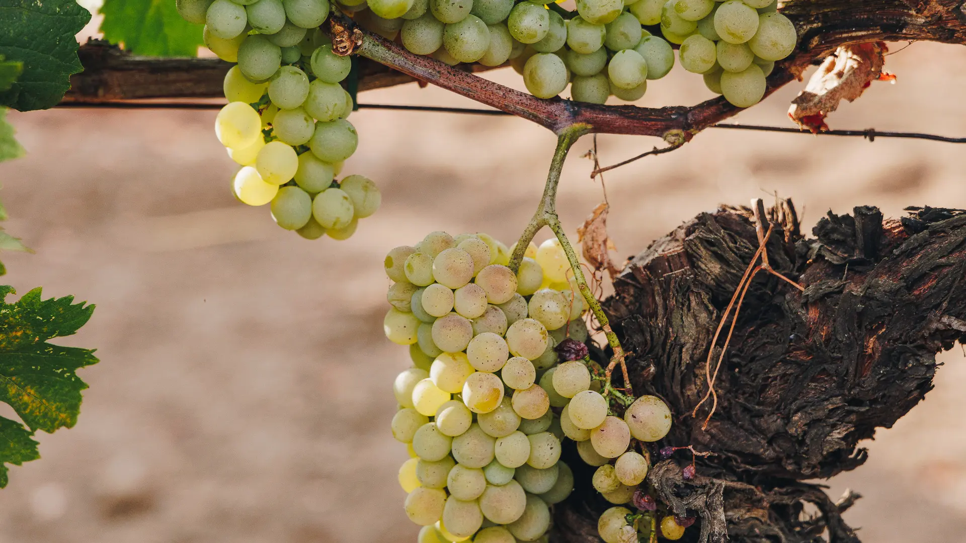 SANTARMETTU_AOUT22-145 (1)