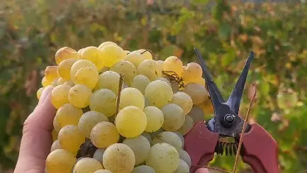 DOMAINE SAN MICHELI