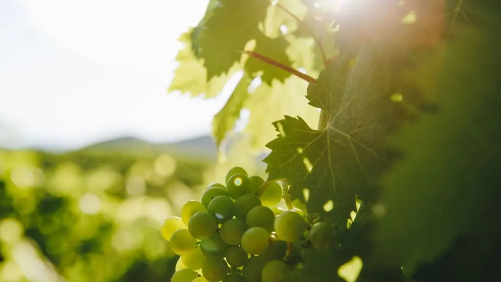 DOMAINE COMTE ABBATUCCI