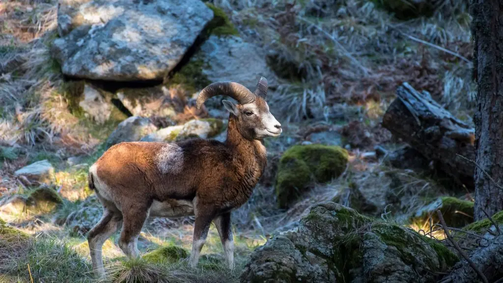 MOUFLON BAVELLA