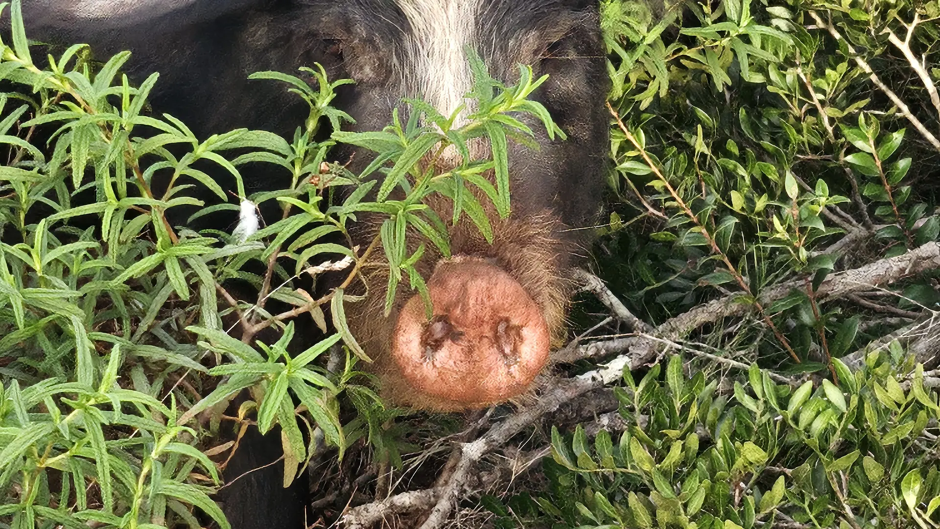 cochon caché