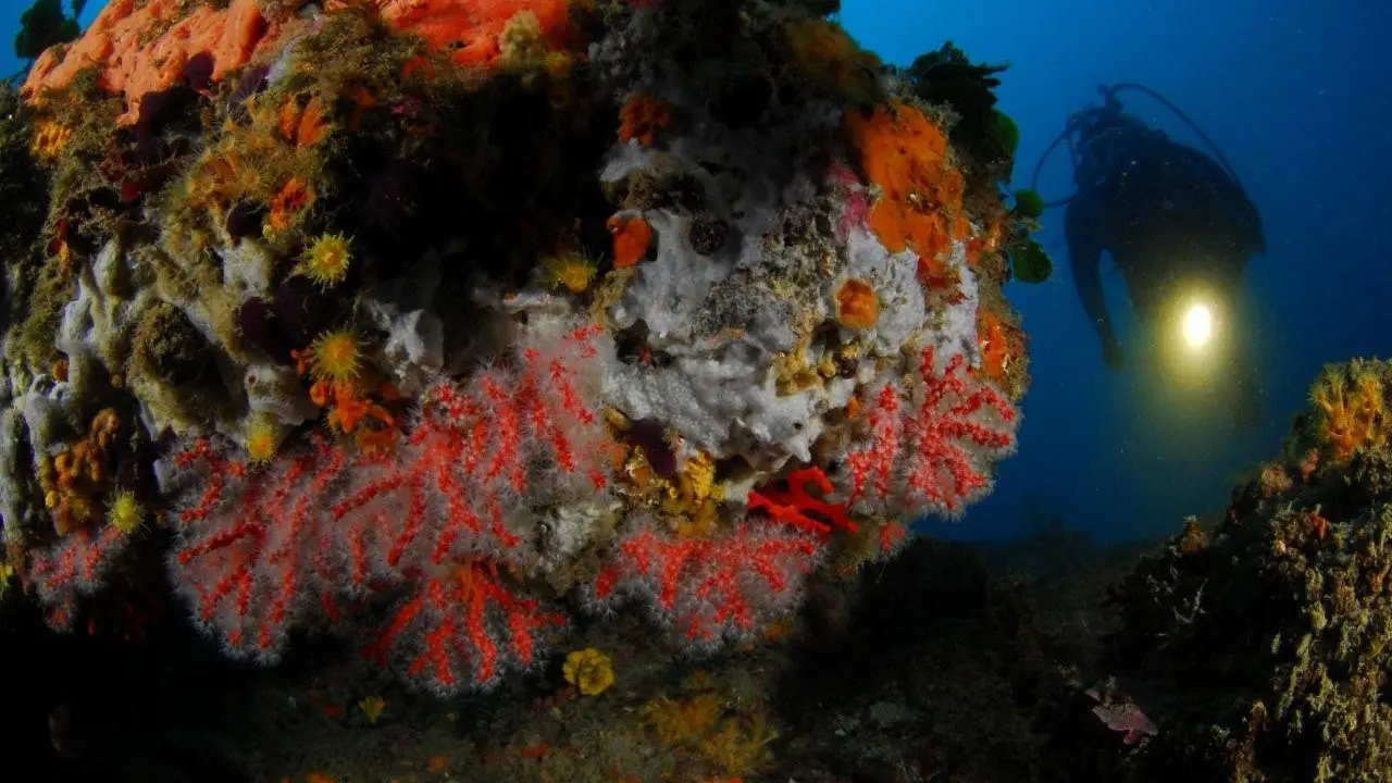 laboutiqueducorailleur-bonifacio-corse_corail rouge 1