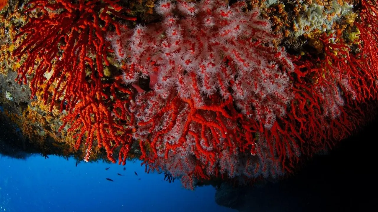 laboutiqueducorailleur-bonifacio-corse_corail rouge 2