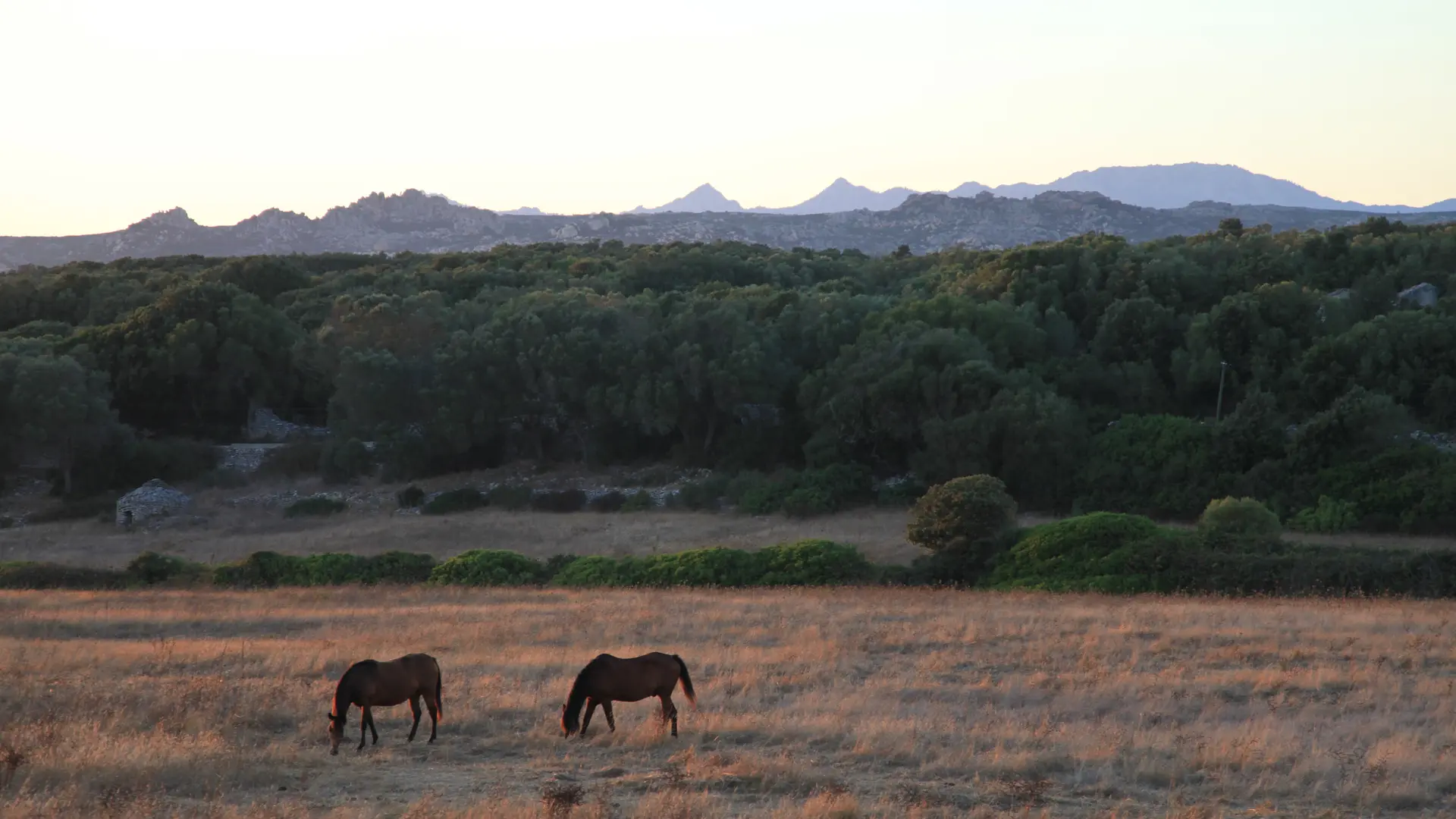 chevaux-a-loghja-di-cavallo-morto-bonifacio