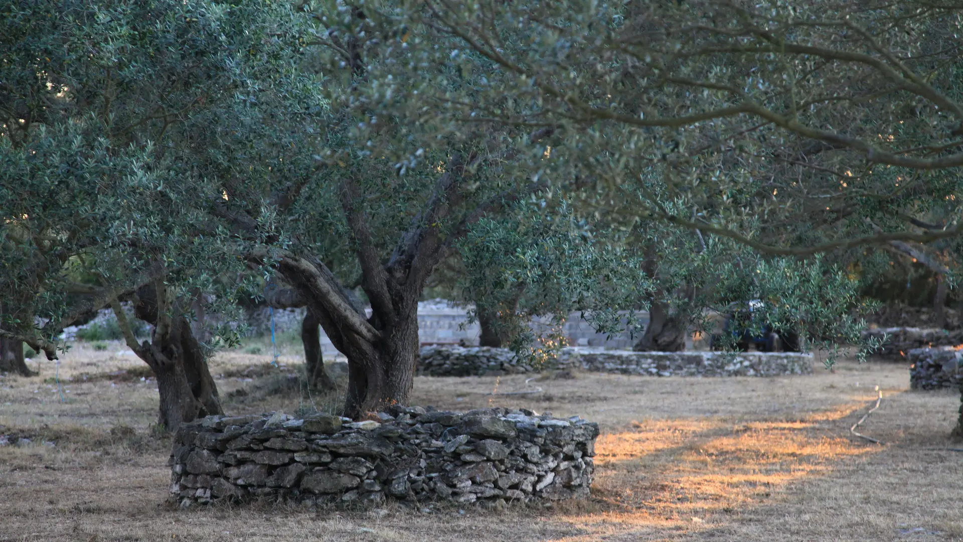 oliviers-a-loghja-di-cavallo-morto-bonifacio