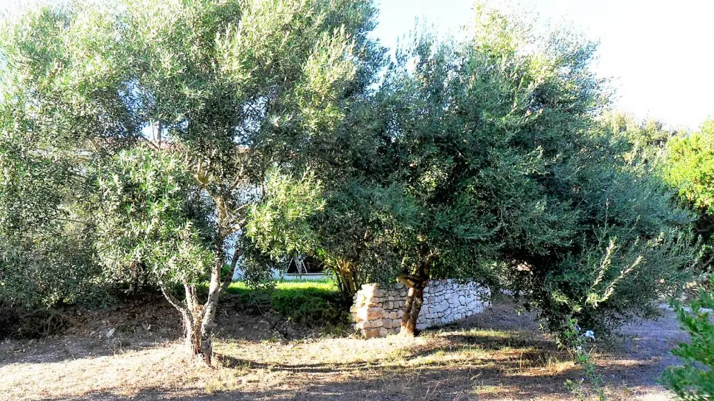 casamartini-location-gite-oliviers-bonifacio