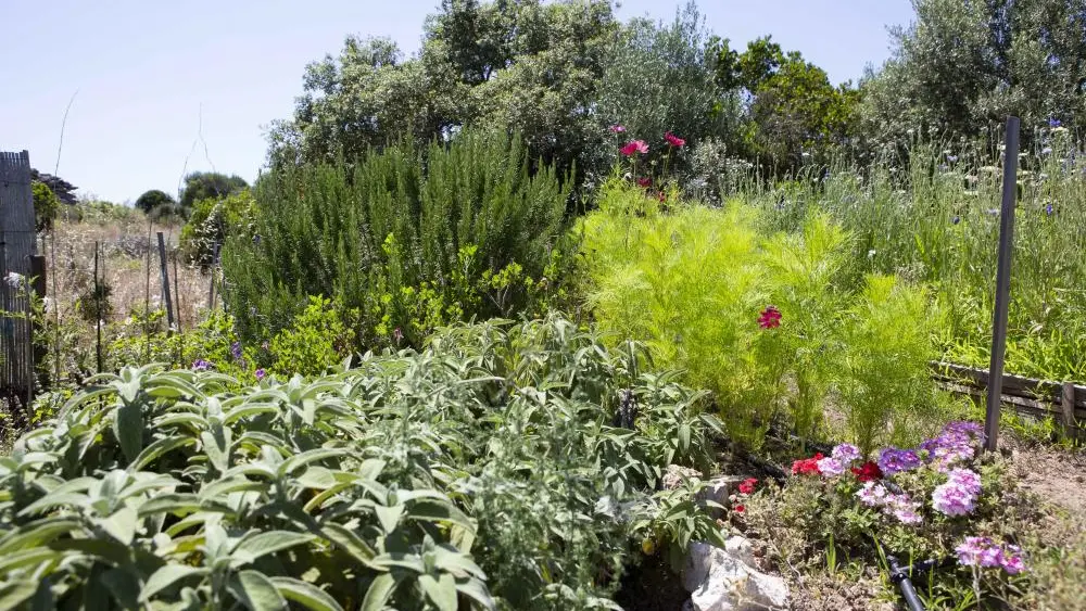 Le potager en herbes