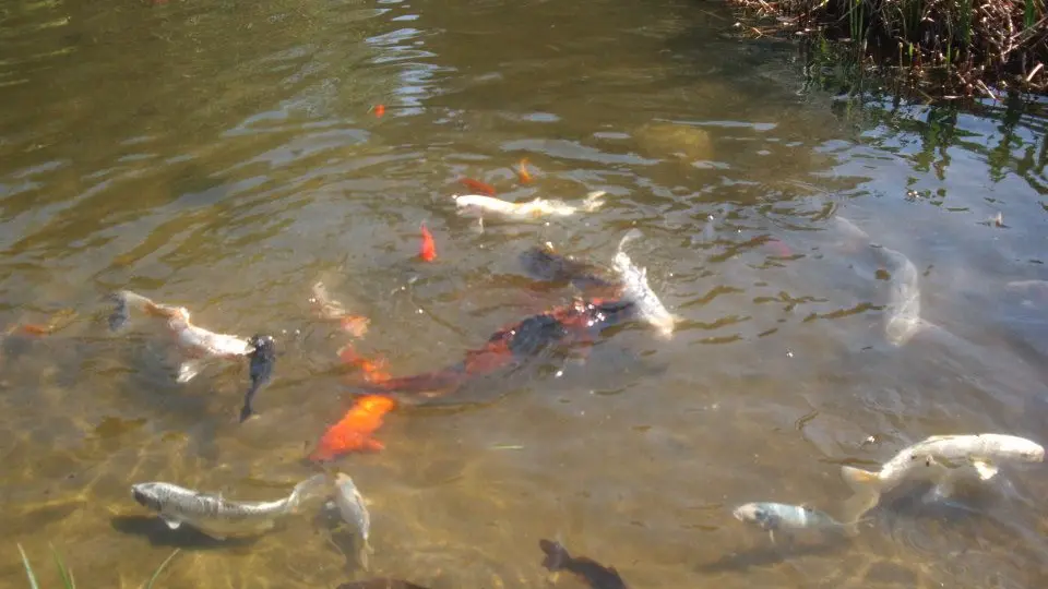 Parc de Saleccia- Bassin carpes