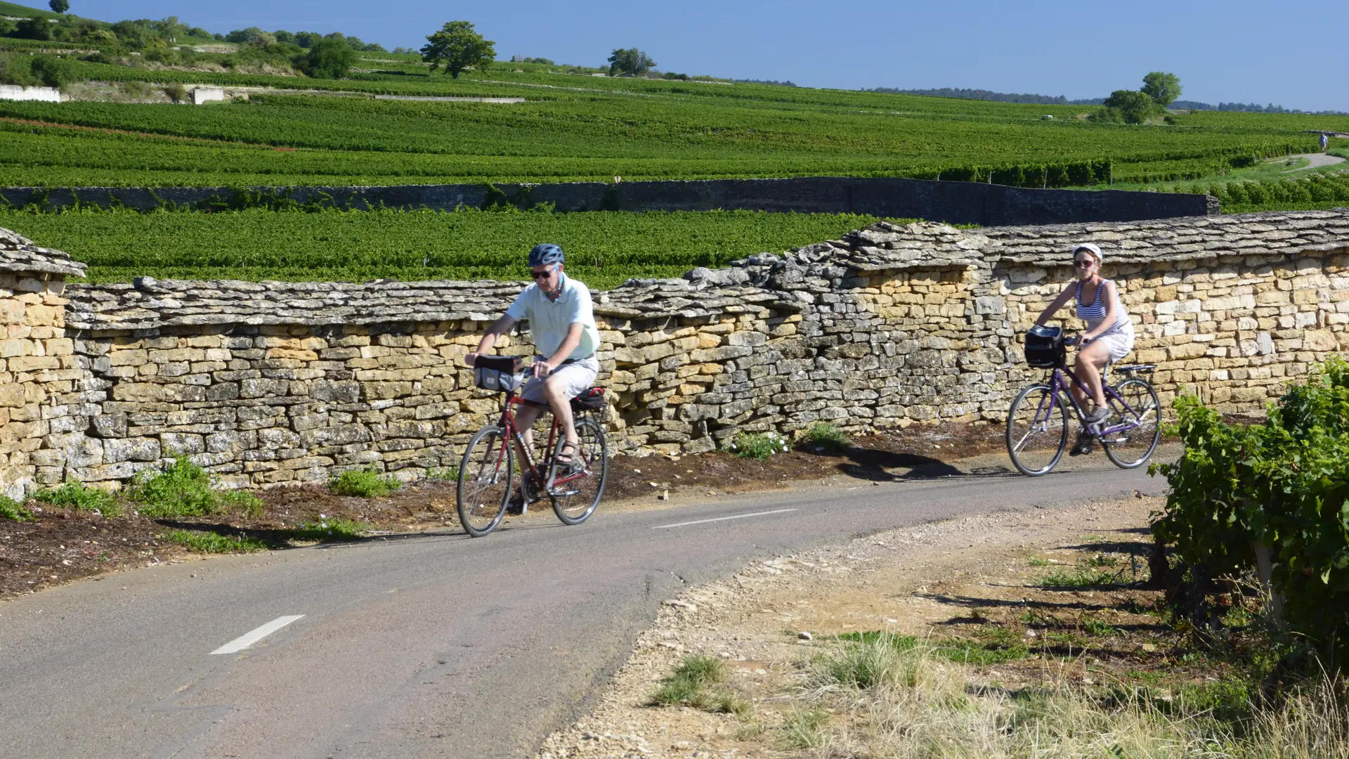 vélo dans les vignobles