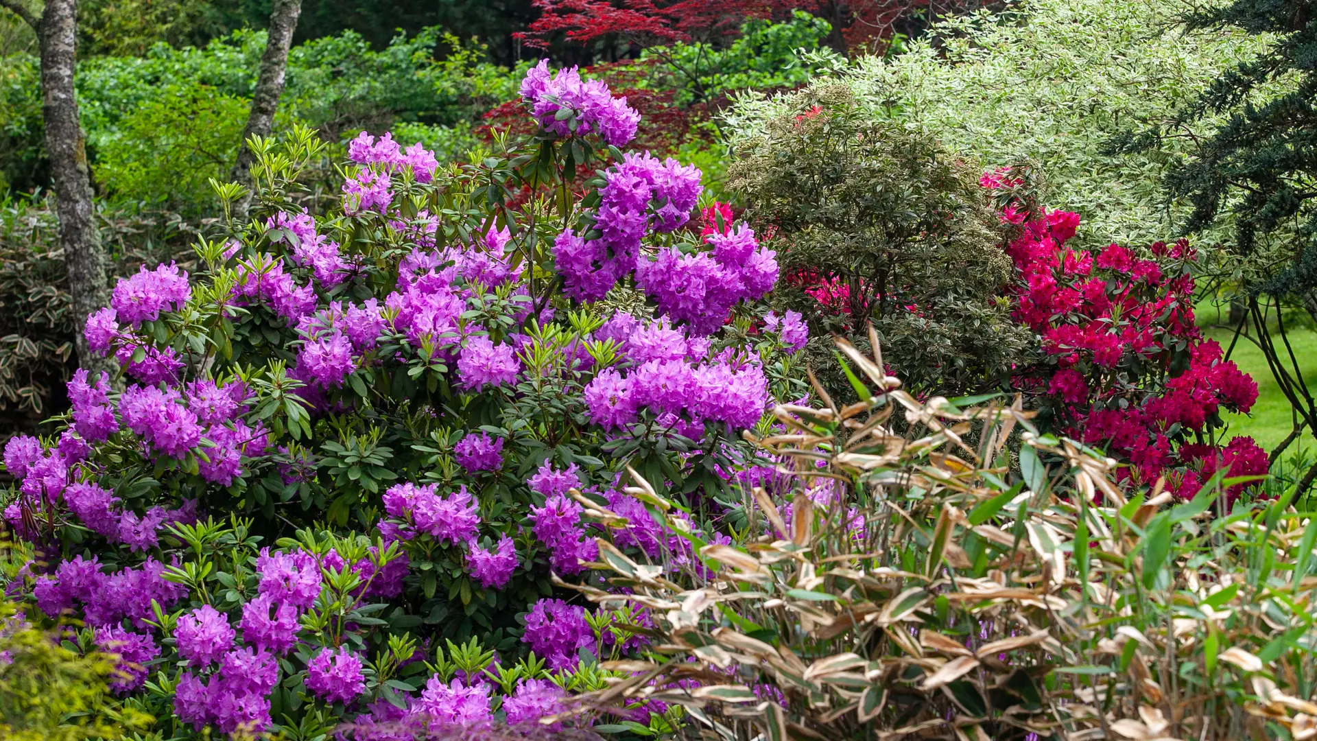 Rhododendrons