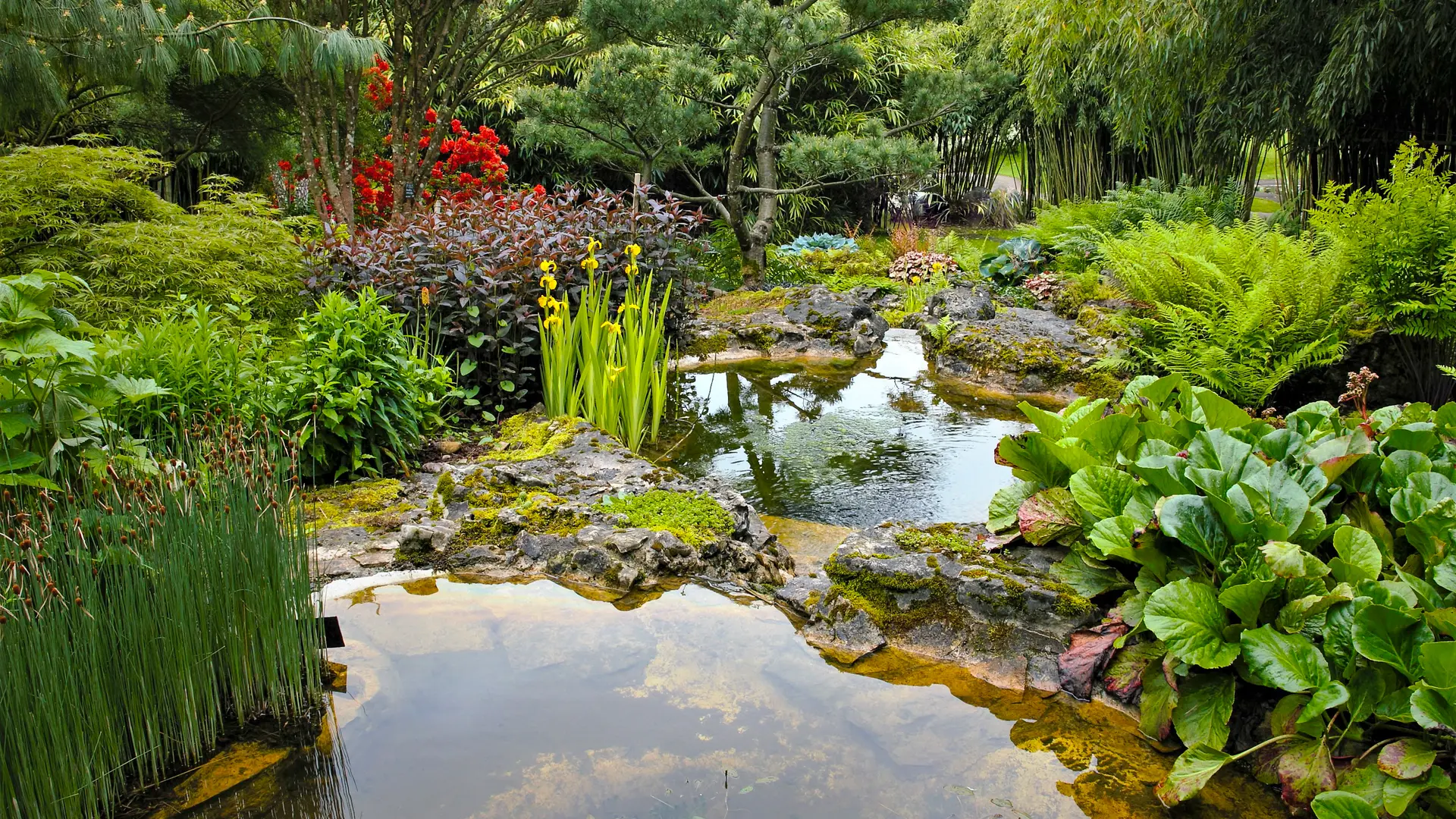 Bassins des fougères