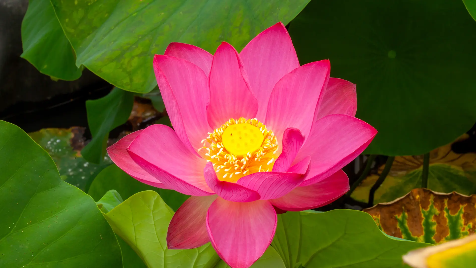Fleur de lotus