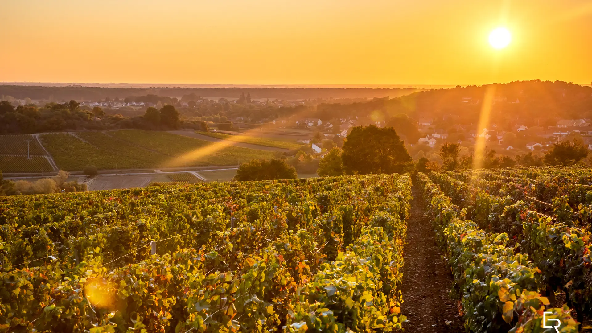 VENDANGES