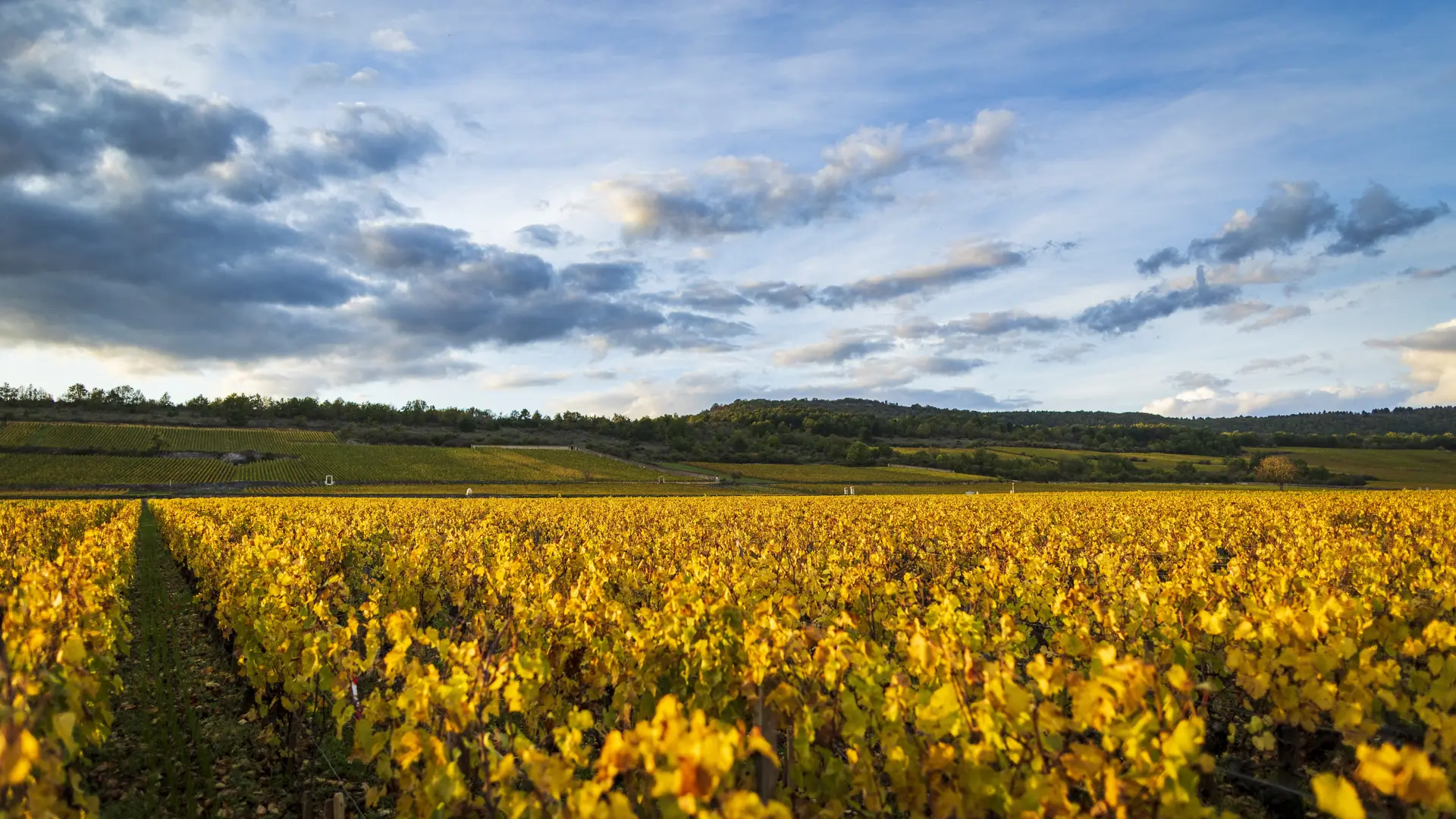 Batards-Montrachet