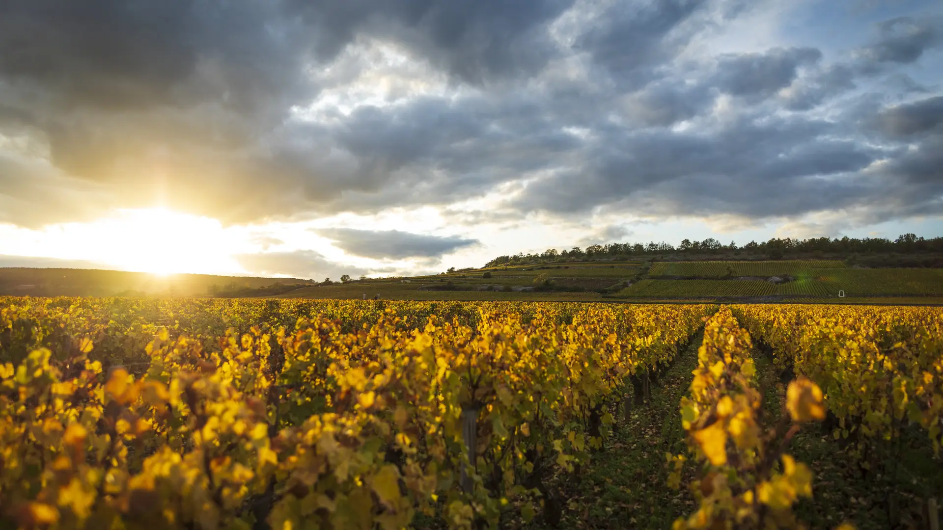 Batards-Montrachet