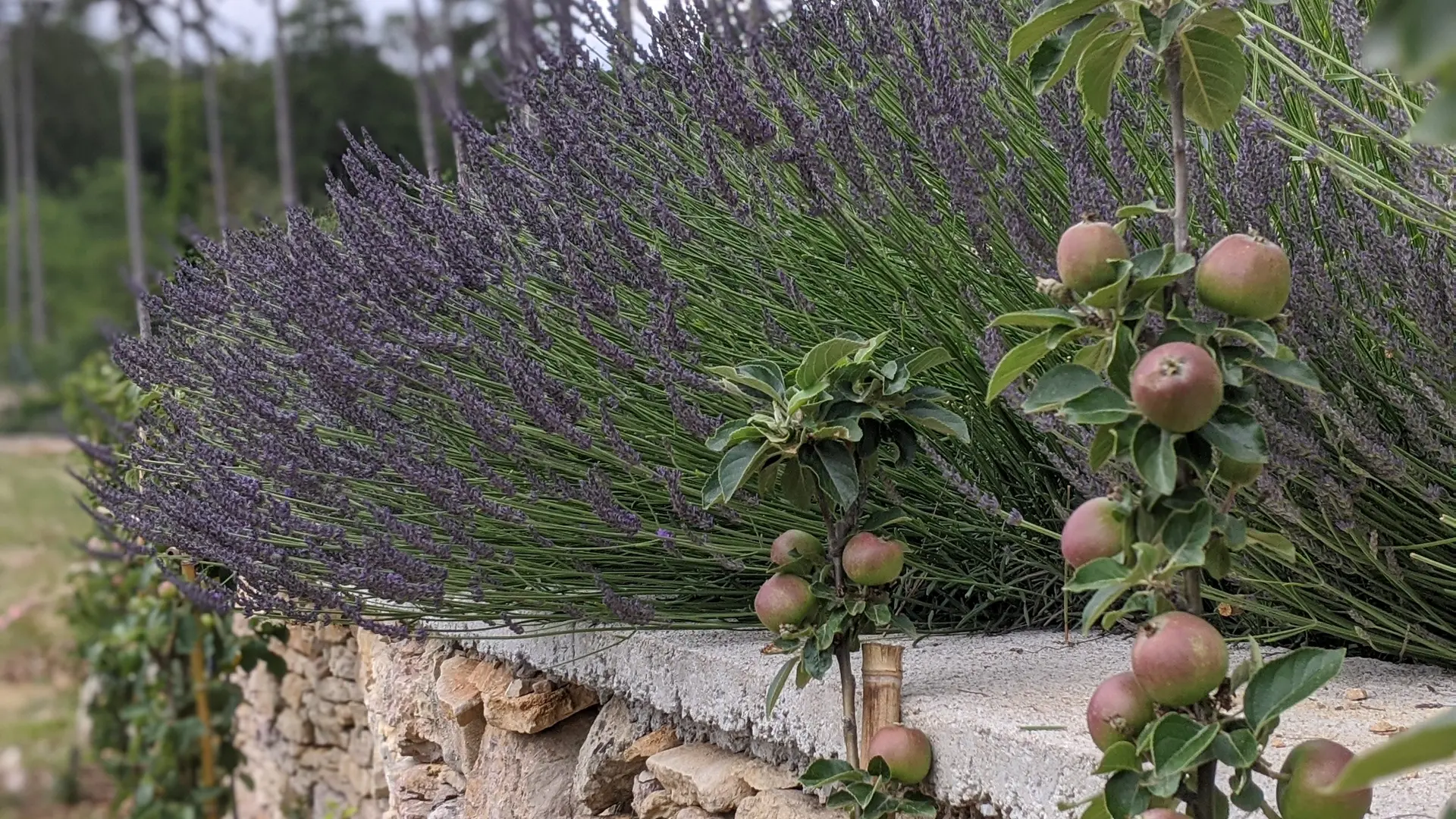 Lavandes et murs de pierre