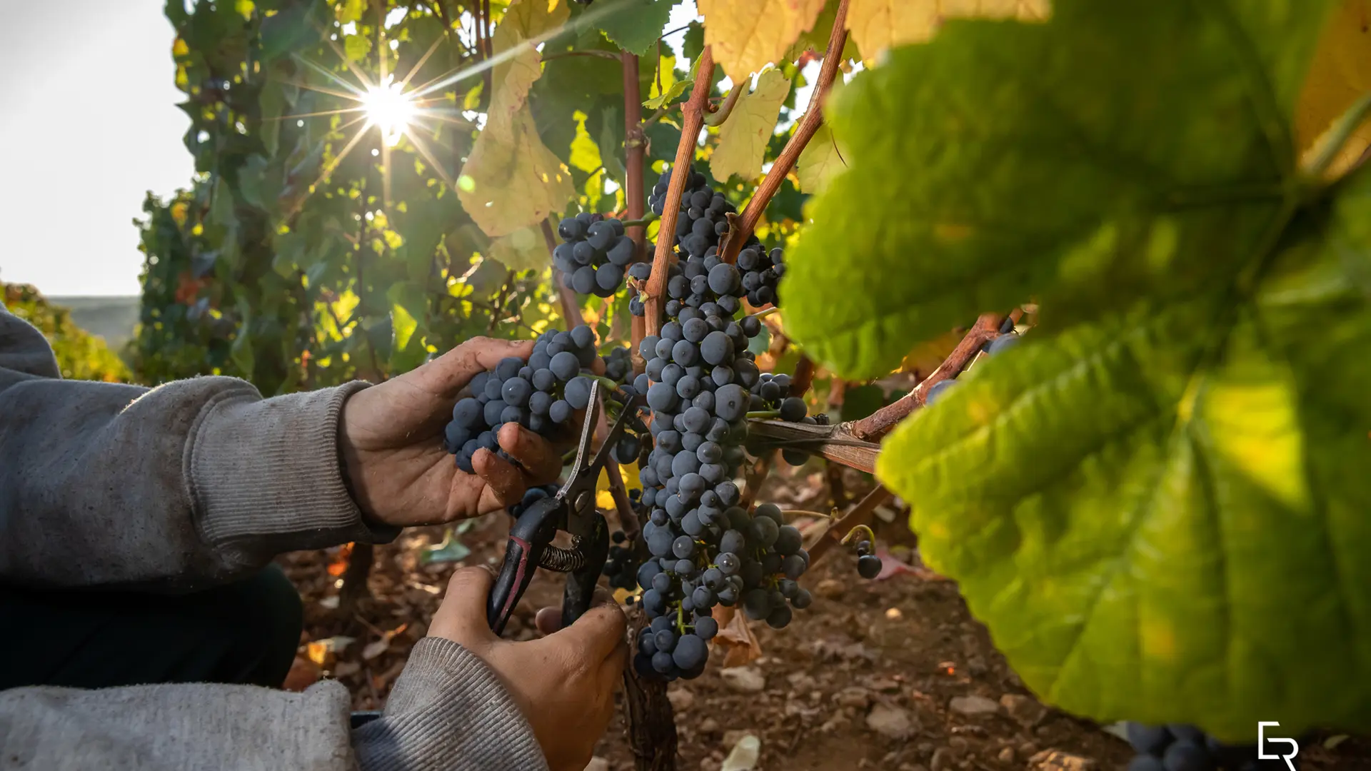 VENDANGES